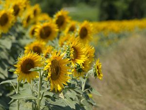 Prakiraan Cuaca Bandung Rabu 14 September 2022: Cerah Prakiraan Cuaca Bandung Rabu 14 September 2022: Cerah