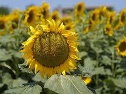 Ada Bahasa Rahasia saat Fotosintesis, Penting untuk Penelitian Kanker