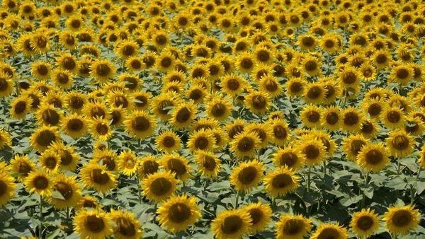 Terpesona Cantiknya Bunga Matahari yang Bermekaran di Italia