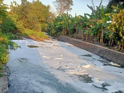 Sungai Pleret Klaten Berbusa, Diduga gegara Limbah Pencucian Drum
