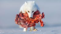 Karya Jawara WildArt Photographer of The Year 2022 Bikin Terkesima