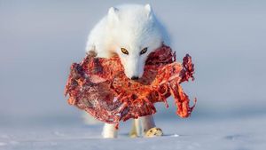 Karya Jawara WildArt Photographer of The Year 2022 Bikin Terkesima