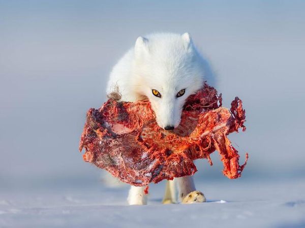 Karya Jawara WildArt Photographer of The Year 2022 Bikin Terkesima