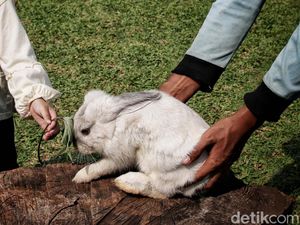 10 Cara Merawat Kelinci yang Benar Bagi Pemula