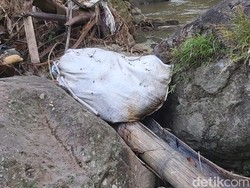 Lagi, Bangkai Kambing Ditemukan di Sungai Semarang