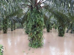 Banjir di Bengkulu Kian Meluas, Petani Terancam Gagal Panen