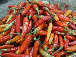 Harga Cabai Surabaya Rp 120 Ribu/Kg, Pedagang Ngeluh Kulak Tak Pernah Habis