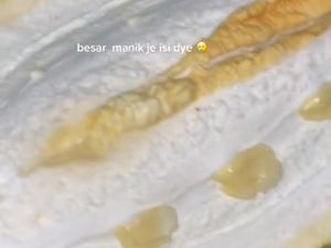 Zonk! Berharap Dapat Durian Tebal Legit yang Didapat Sebesar Mutiara Zonk! Berharap Dapat Durian Tebal Legit yang Didapat Sebesar Mutiara