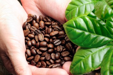 Lima Kopi Indonesia: Aroma Unik dari Sumatera ke Bali.