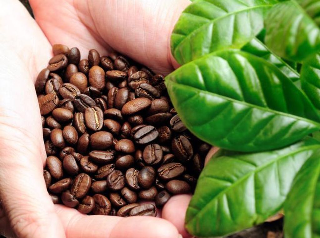 Petani Kopi Gayo Aceh Makin Gampang Ekspor, Begini Caranya Petani Kopi Gayo Aceh Makin Gampang Ekspor, Begini Caranya