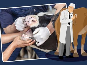 Daftar Lengkap 19 Provinsi Terpapar PMK Ternak