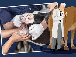 Daftar Lengkap 19 Provinsi Terpapar PMK Ternak