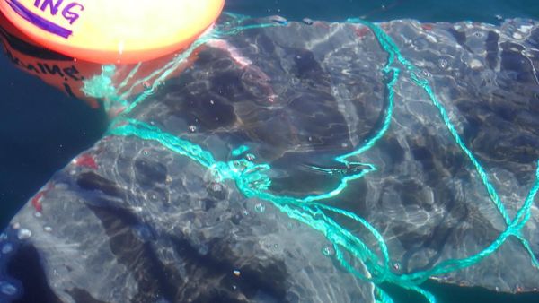 Kasihan, Paus Ini Terjerat Tambang Pelampung