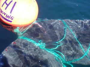 Kasihan, Paus Ini Terjerat Tambang Pelampung