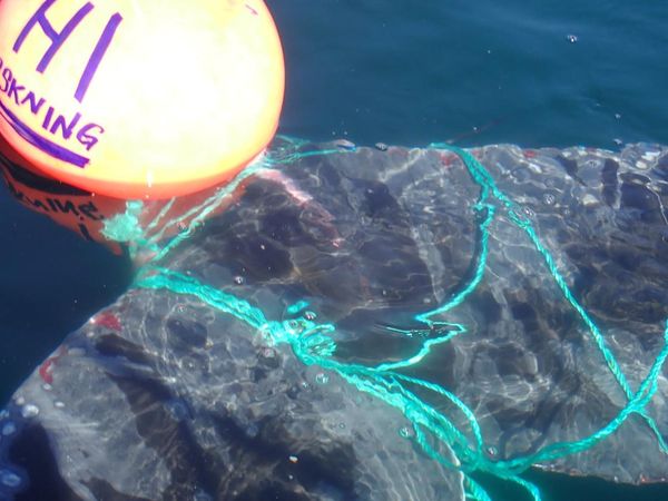 Kasihan, Paus Ini Terjerat Tambang Pelampung