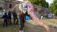 Meriahkan Ritual Rath Yatra, Gajah di India Dilukis Warna-warni