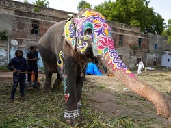 Video: Detik-detik Sekelompok Gajah Panik & Tabrak Kerumunan Warga di India