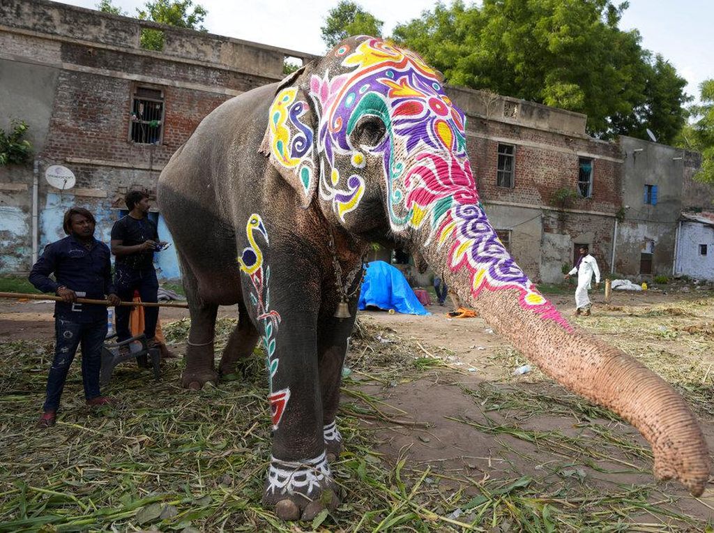 Meriahkan Ritual Rath Yatra, Gajah di India Dilukis Warna-warni Meriahkan Ritual Rath Yatra, Gajah di India Dilukis Warna-warni