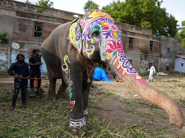 Meriahkan Ritual Rath Yatra, Gajah di India Dilukis Warna-warni