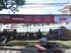 Kreatif! Penjual Hewan Kurban di Malang Beri Jaminan Asuransi-Gratis Ongkir