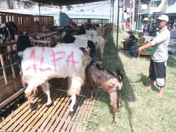 5 Tips Memilih Hewan Kurban yang Terbaik