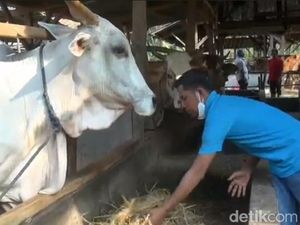 Jelang Idul Adha, 800 Sapi di Subang Terpapar PMK