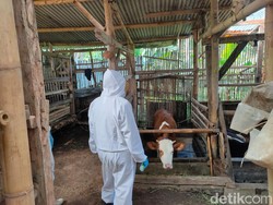 Cegah PMK, Jabar Targetkan Vaksinasi 200 Ribu Hewan Ternak