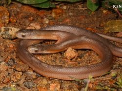 Hewan Aneh di 2022: Hiu Berjalan Hingga Ular Kepala Dua