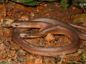 Hewan Aneh di 2022: Hiu Berjalan Hingga Ular Kepala Dua