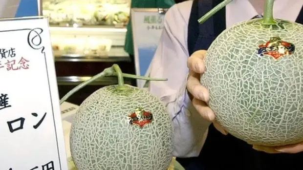 Yubari King Melon