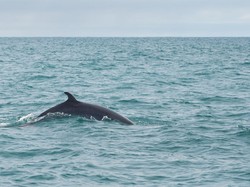 Anomali, Paus Tombak Tersesat di Sungai Seine