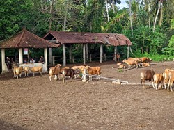 Kementan Sebut Virus PMK Bertahan 50 Hari di Air