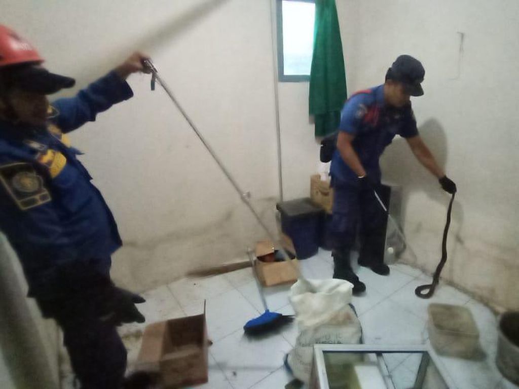 Ngeri! Sepasang Kobra Masuk Rumah Warga di Bogor Ngeri! Sepasang Kobra Masuk Rumah Warga di Bogor