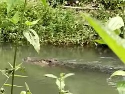 Heboh Buaya 4 Meter Teror Warga saat Permukiman Terendam Banjir di Buton