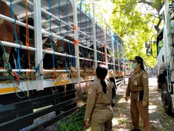 PMK Mewabah, Mulai Hari Ini Bali Setop Kirim Sapi ke Luar Daerah