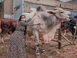 Berita dan Informasi Sapi kurban ria ricis Terkini dan Terbaru Hari ini