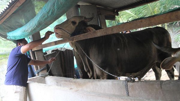 Ini Sapi Kurban Jokowi di Kabupaten Buton, Harganya Rp 110 Juta