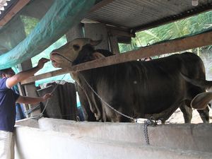 Ini Sapi Kurban Jokowi di Kabupaten Buton, Harganya Rp 110 Juta