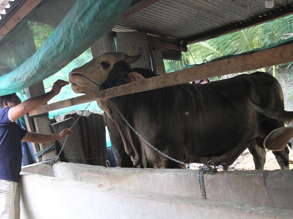 Ini Sapi Kurban Jokowi di Kabupaten Buton, Harganya Rp 110 Juta Ini Sapi Kurban Jokowi di Kabupaten Buton, Harganya Rp 110 Juta