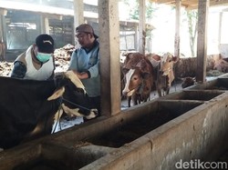Lebih dari 4.000 Sapi di Lamongan Sudah Disuntik Vaksin PMK