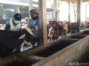 Lebih dari 4.000 Sapi di Lamongan Sudah Disuntik Vaksin PMK Lebih dari 4.000 Sapi di Lamongan Sudah Disuntik Vaksin PMK