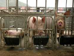 Ekonomi Lesu, Peternak Babi di China Ramai Terlilit Utang