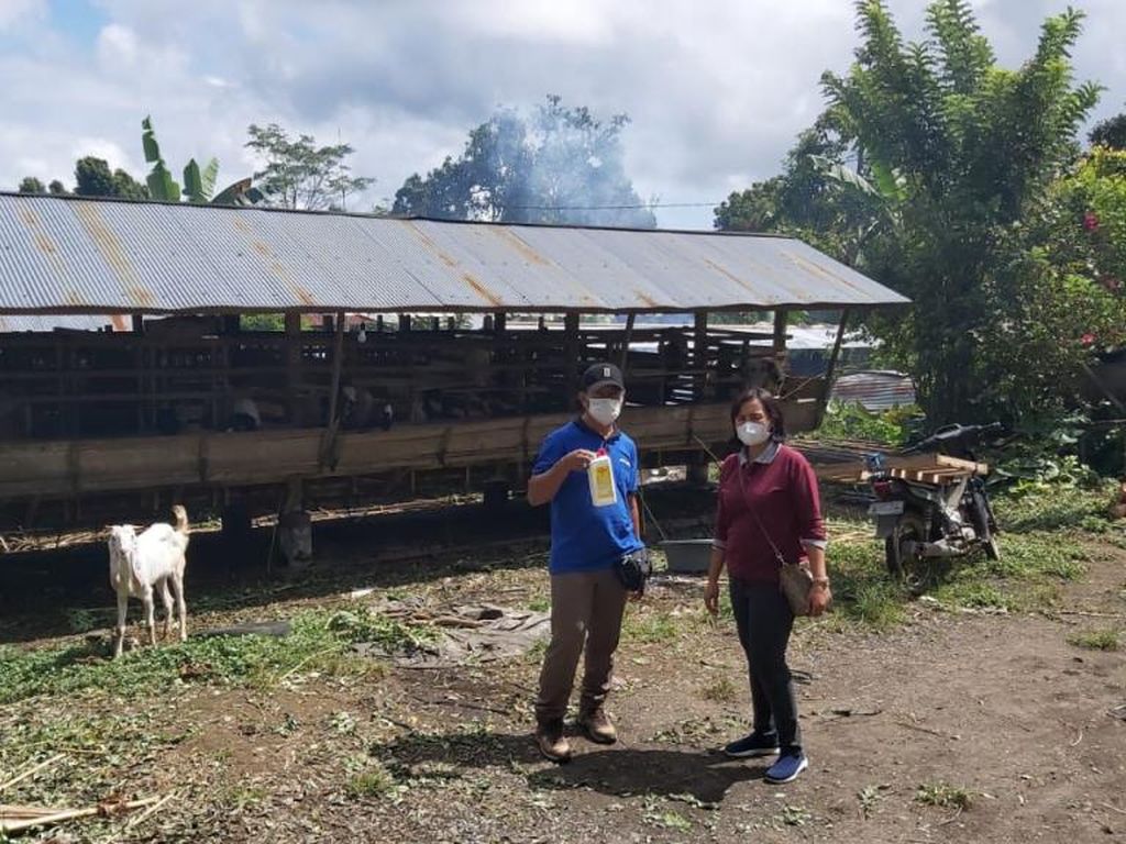 PMK Ditemukan di 3 Kabupaten, Ternak di Tabanan Berpotesi Tertular