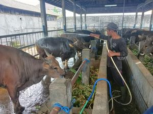 Antisipasi PMK, Jual-Beli Sapi di Badung Wajib Kantongi 2 Surat Antisipasi PMK, Jual-Beli Sapi di Badung Wajib Kantongi 2 Surat