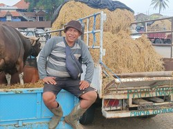 Peternak di Bali Semringah Harga Sapi Naik saat PMK-Jelang Idul Adha