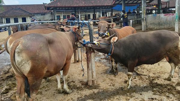 Suasana Pasar Hewan Beringkit di Badung Jelang Idul Adha