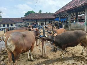 Suasana Pasar Hewan Beringkit di Badung Jelang Idul Adha