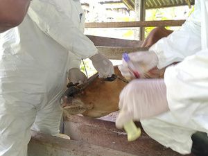 Mulut Melepuh-Berbusa, 27 Ekor Sapi di Jembrana Alami Gejala PMK Mulut Melepuh-Berbusa, 27 Ekor Sapi di Jembrana Alami Gejala PMK