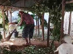 Supriadin Rela Tidur Pinggir Jalan Demi Jual Kambing Kurban di Dompu