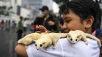 Potret Lucu Sugar Glider di CFD Jakarta